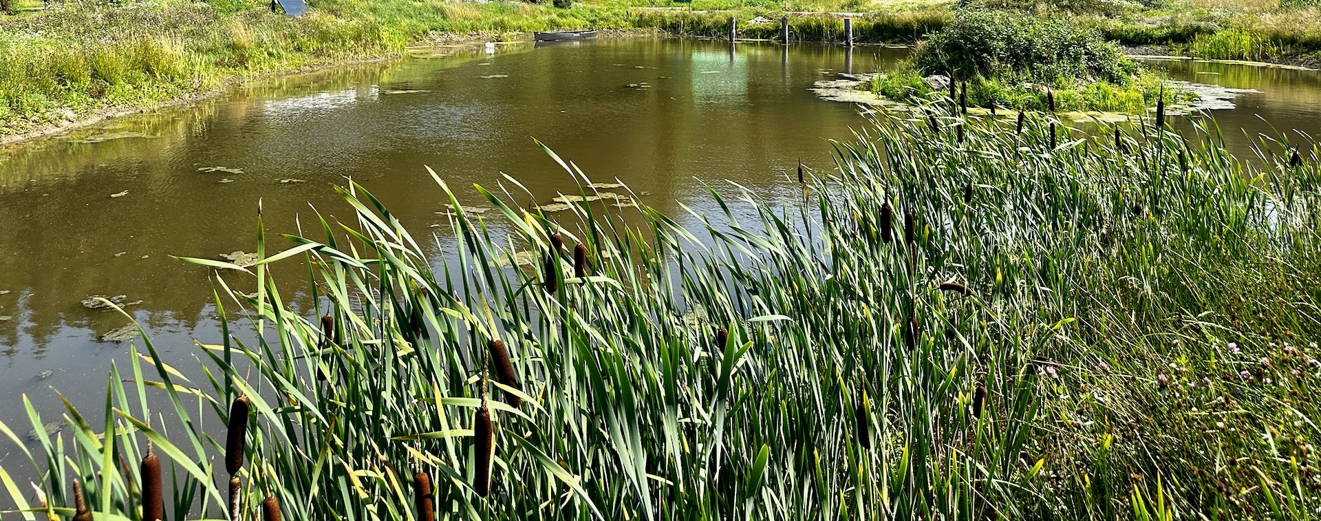 Design 1: Ponds at Iso-orvokkiniitty